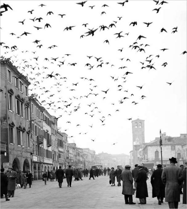 Opoldne v Chioggii, Chioggia, 1959