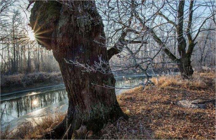 zrcalno-refleksni fotoaparati